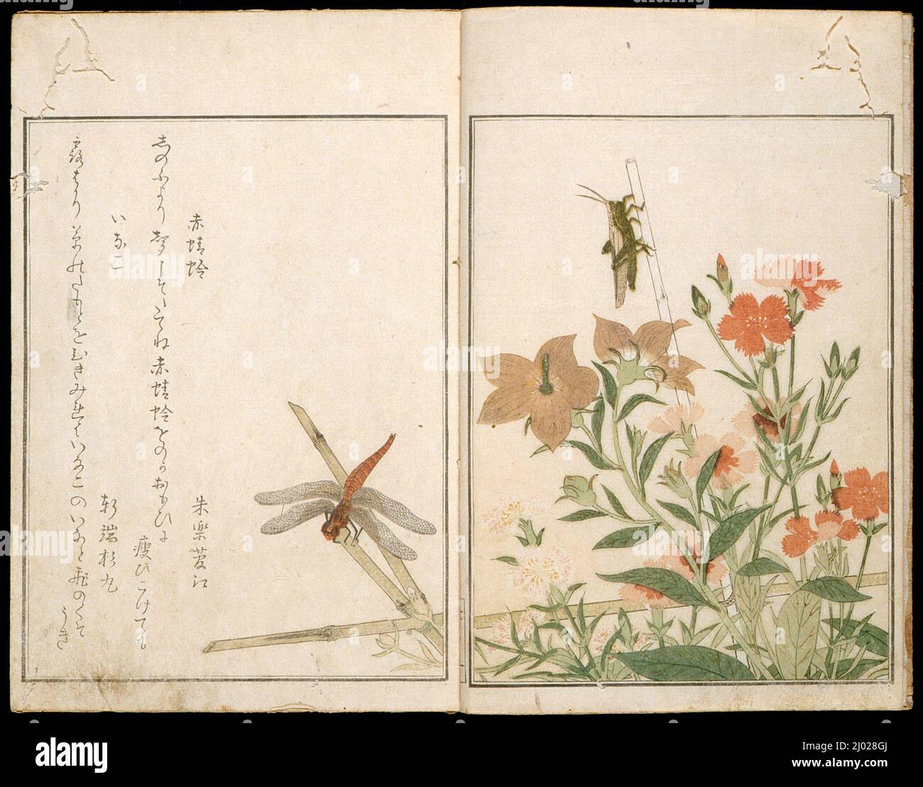 Foto Libro di insetti selezionati, vol. II. Kitagawa Utamaro (Giappone, 1753-1806). Giappone, 1788. Libri. Libro stampato a blocchi di legno a colori Foto Stock