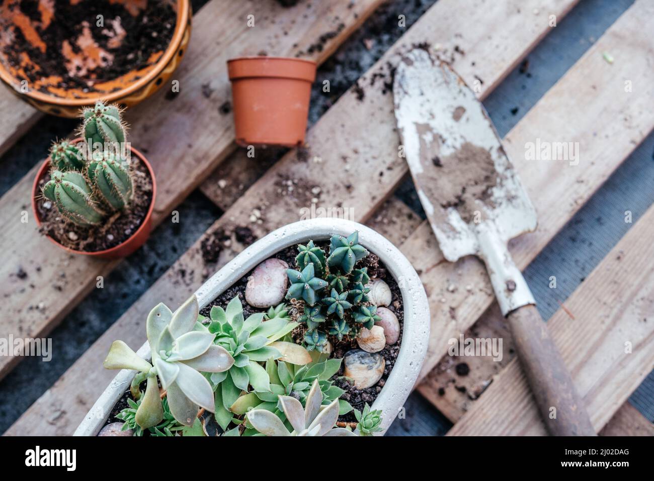 Succole e cactus reputanti a casa, attrezzi, pentole e annaffiatoio può Foto Stock