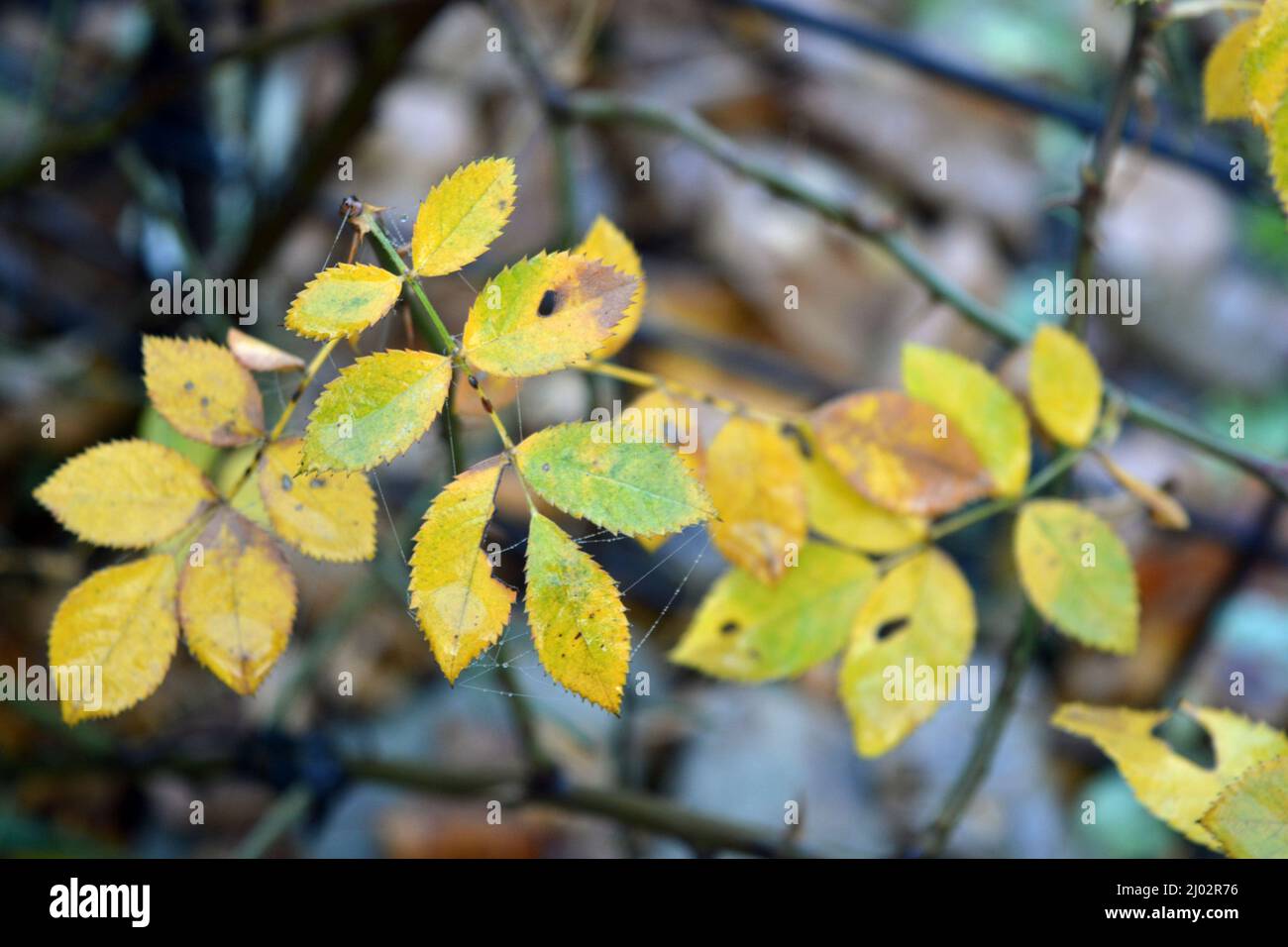 Bella e bella natura autunnale. Foglie asciutte gialle-verdi sui rami di cespugli di rose che crescono nel giardino di casa. Foto Stock