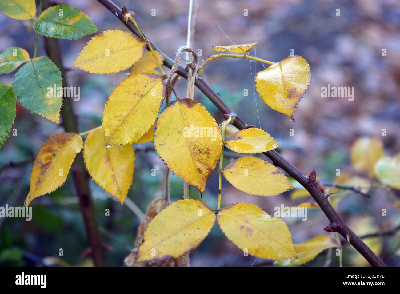 Bella e bella natura autunnale. Foglie asciutte gialle-verdi sui rami di cespugli di rose che crescono nel giardino di casa. Foto Stock