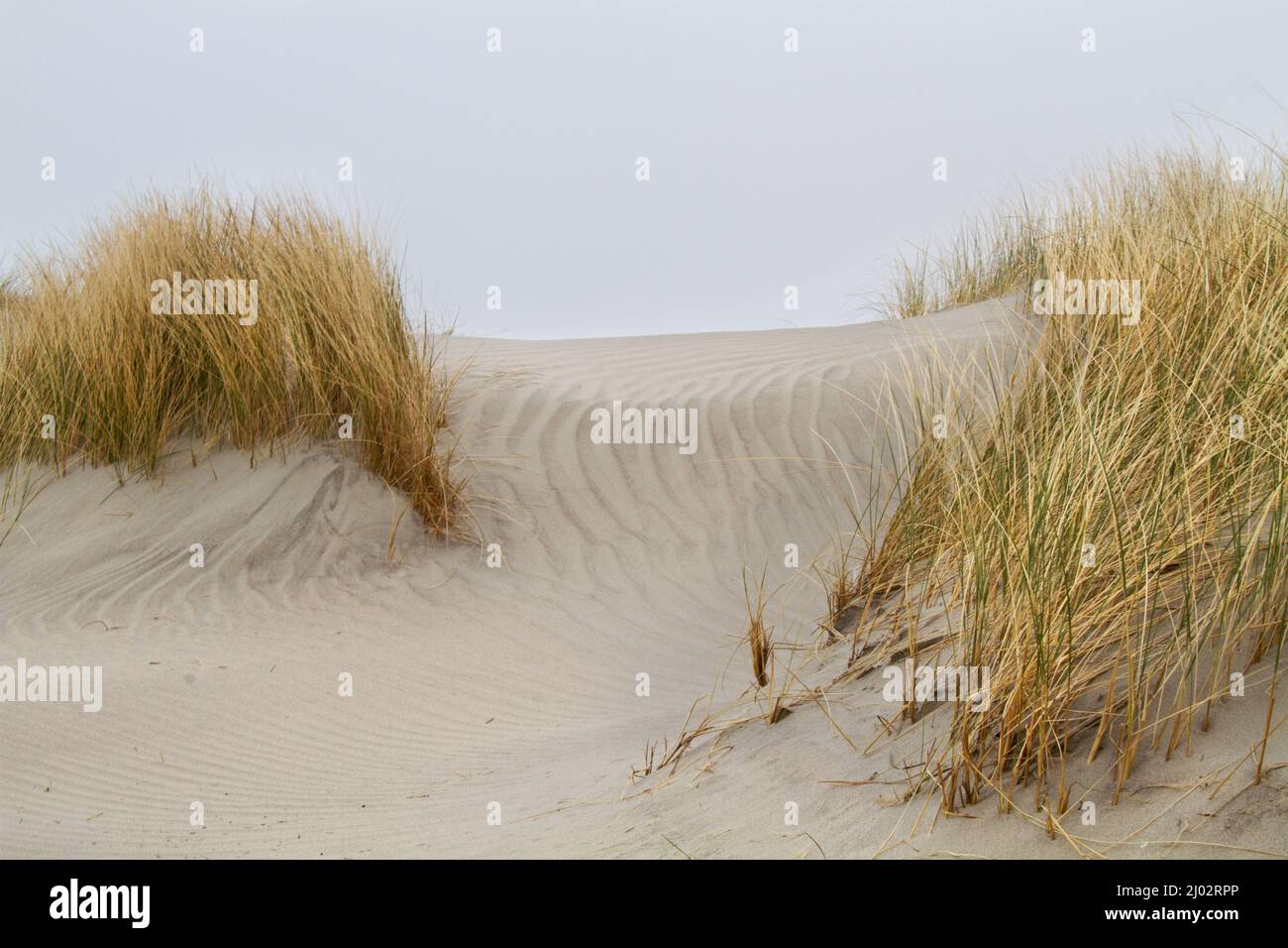 Dune, coltivate con erba di Marram, si increspano nella sabbia Foto Stock Dune, coltivate con erba di Marram, si increspano nella sabbia Foto Stock