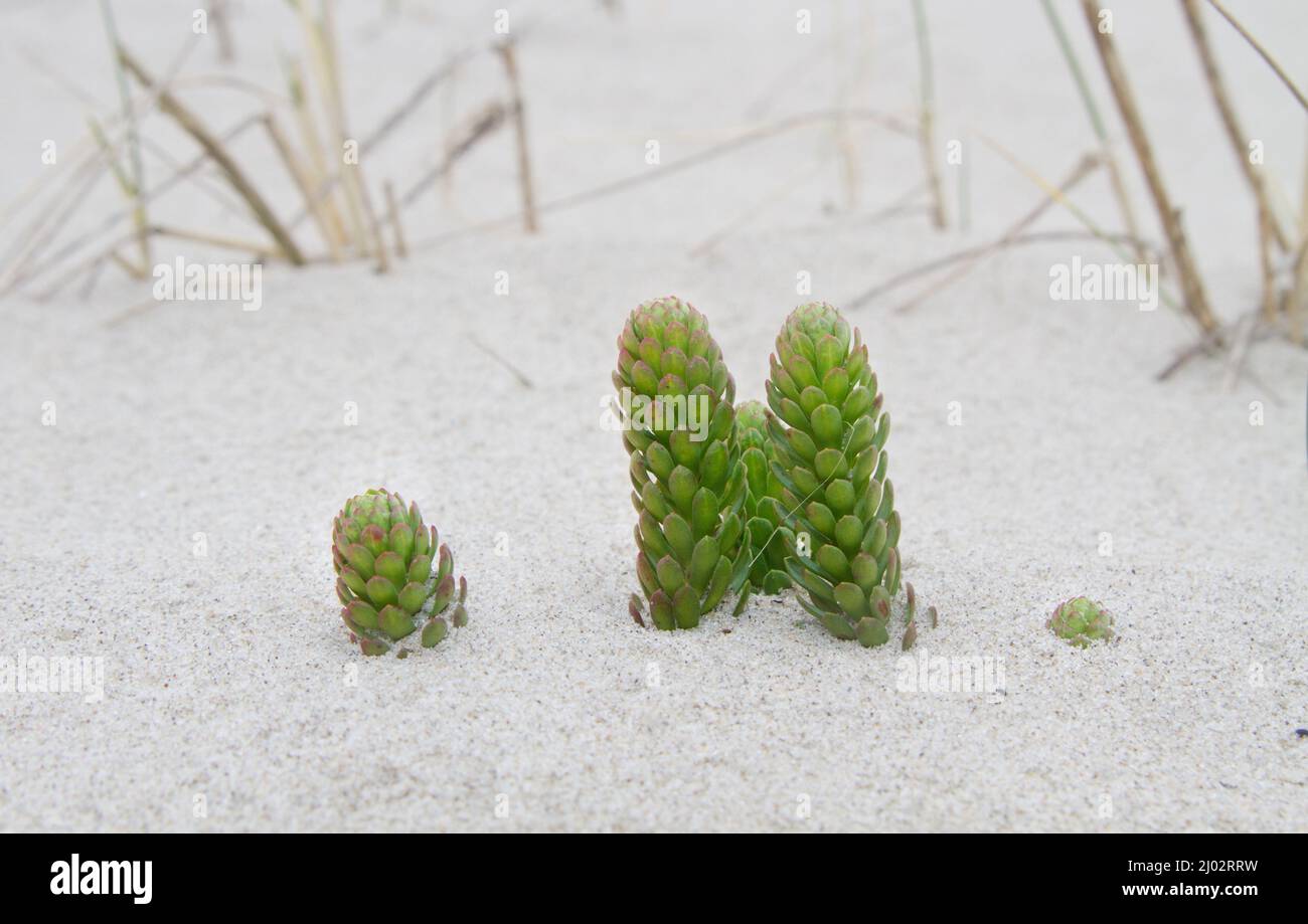 Goldmuss Stonecrop che emerge dalla sabbia deriva nelle dune Foto Stock