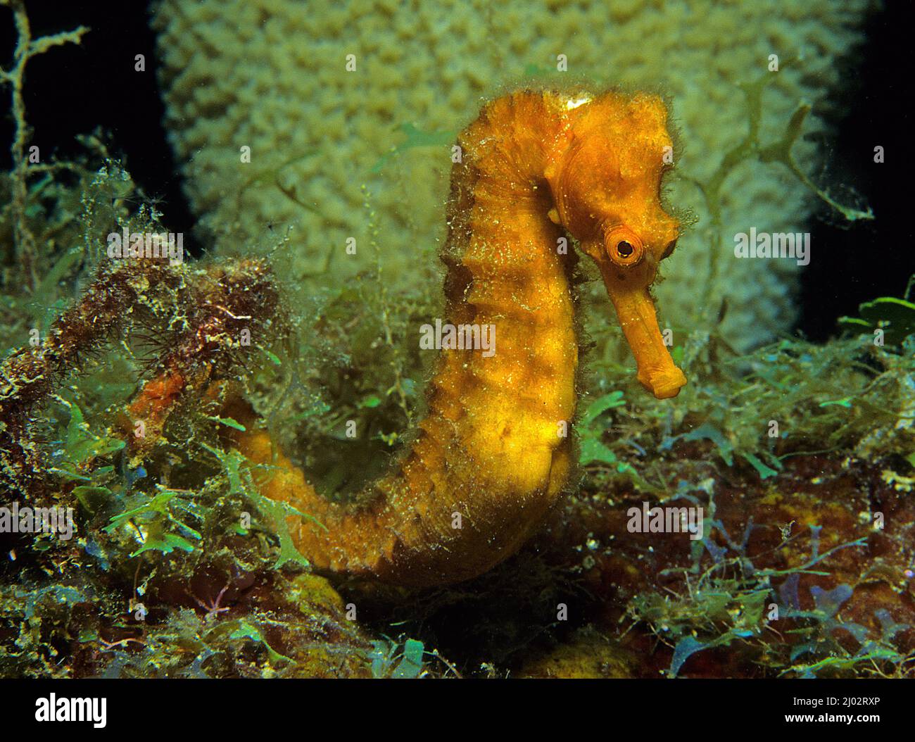 A lungo muso di cavalluccio marino o snelle a cavallo di mare (Hippocampus reidi), San Vincenzo, Stato di Grenada Foto Stock