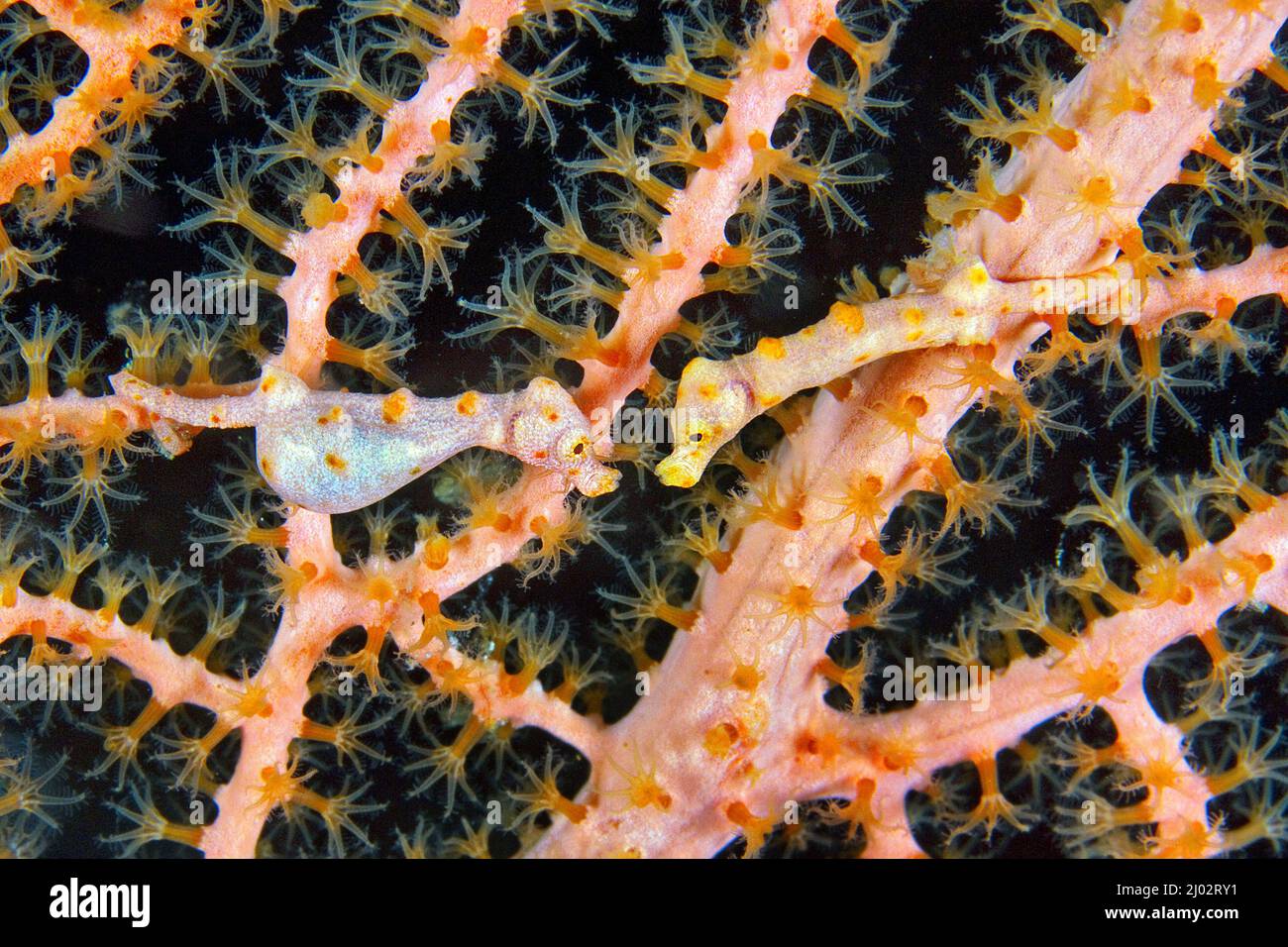 Cavalluccio marino di Denise (Hippocampus denise), Pair, Saparua, Molucche, Indonesia Foto Stock
