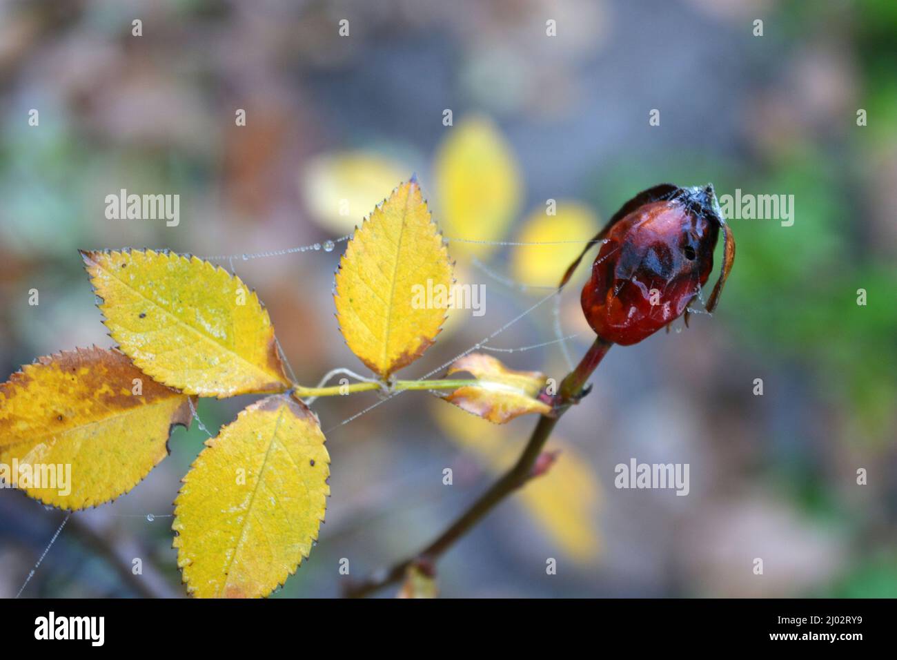 Bella e bella natura autunnale. Foglie asciutte gialle-verdi sui rami di cespugli di rose che crescono nel giardino di casa. Foto Stock
