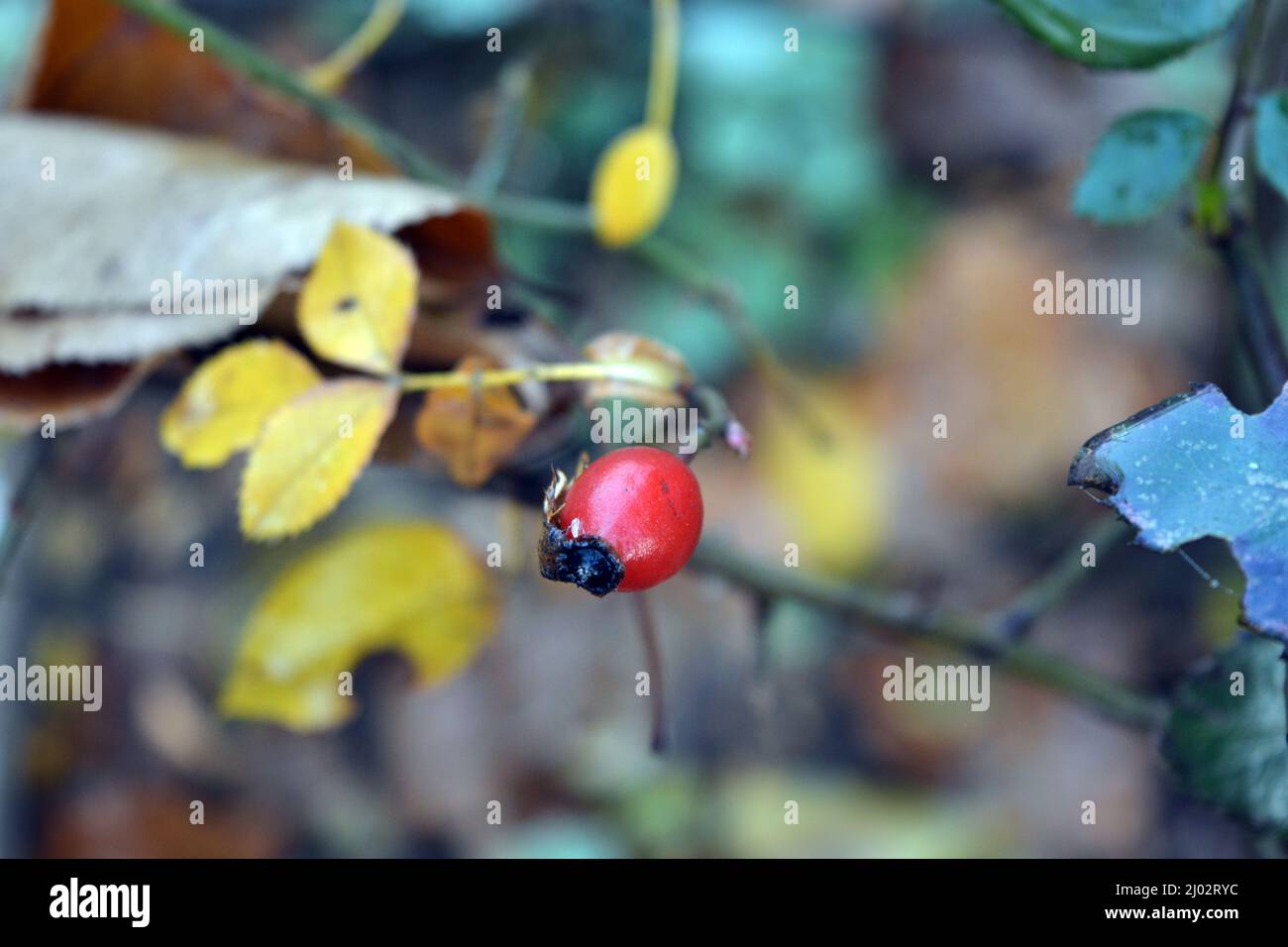 Bella e bella natura autunnale. Foglie asciutte gialle-verdi sui rami di cespugli di rose che crescono nel giardino di casa. Foto Stock