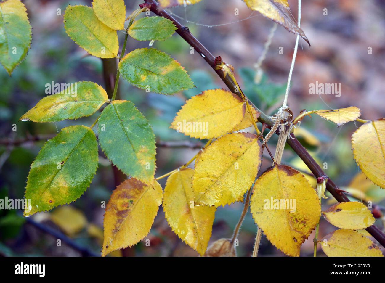 Bella e bella natura autunnale. Foglie asciutte gialle-verdi sui rami di cespugli di rose che crescono nel giardino di casa. Foto Stock