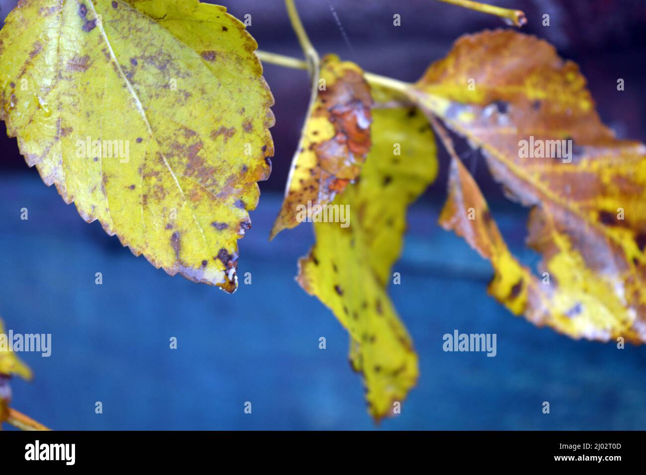 Bella e bella natura autunnale. Foglie asciutte gialle-verdi sui rami di cespugli di rose che crescono nel giardino di casa. Foto Stock