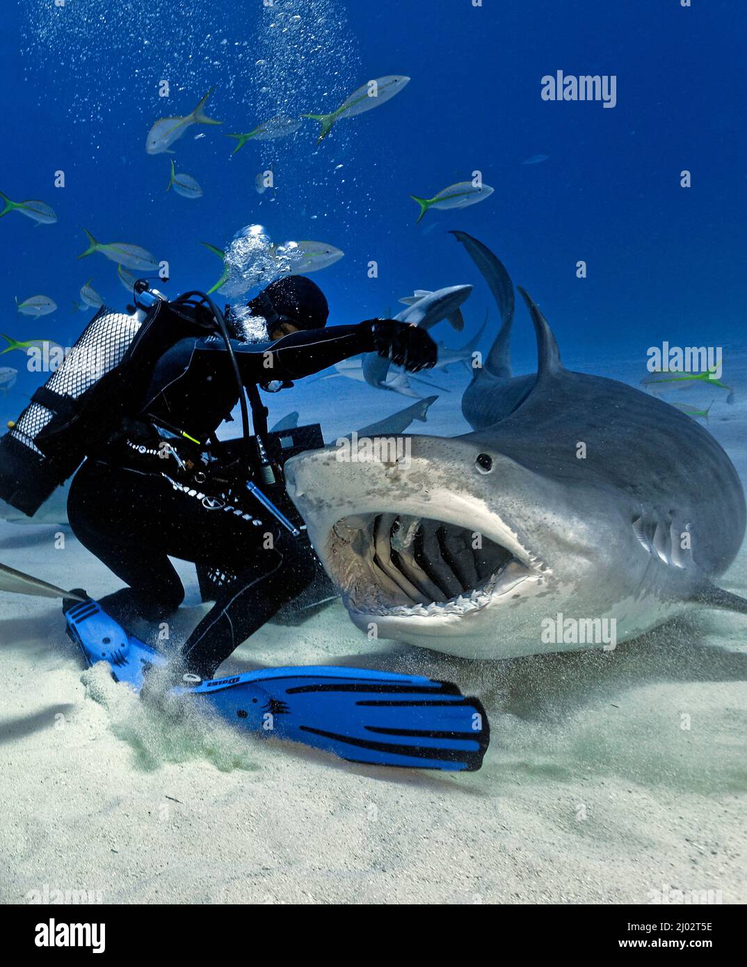 Nutrimento dello squalo, subacqueo nutre uno squalo Tiger (Galeocerdo cuvier), Bahamas, Caraibi, Oceano Atlantico Foto Stock