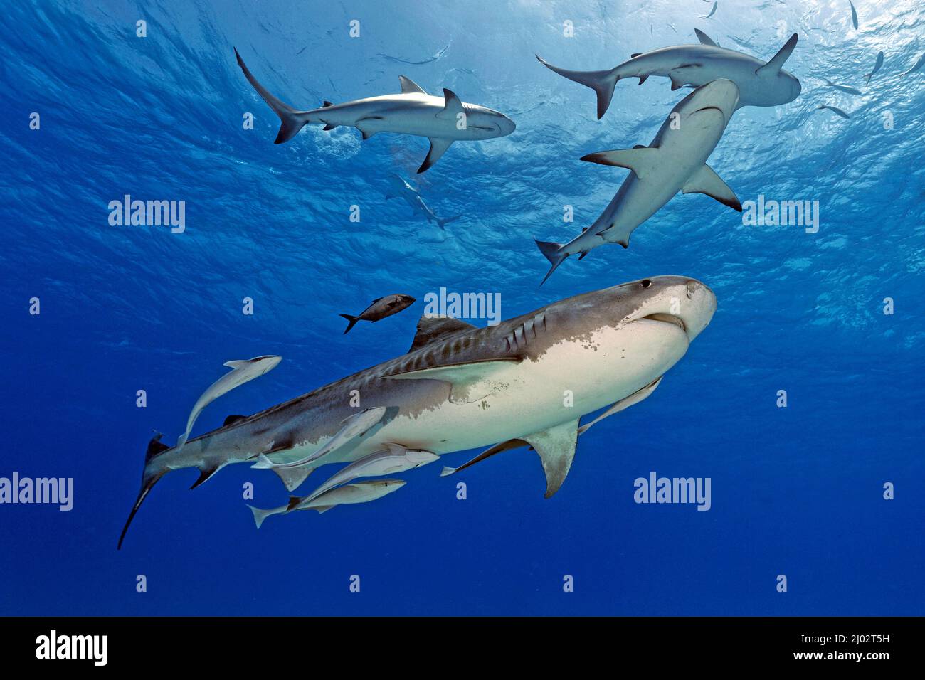 Squalo tigre (Galeocerdo cuvier) e sopra squali della barriera dei Caraibi (Carcharhinus perezi), Bahamas, Caraibi, Oceano Atlantico Foto Stock