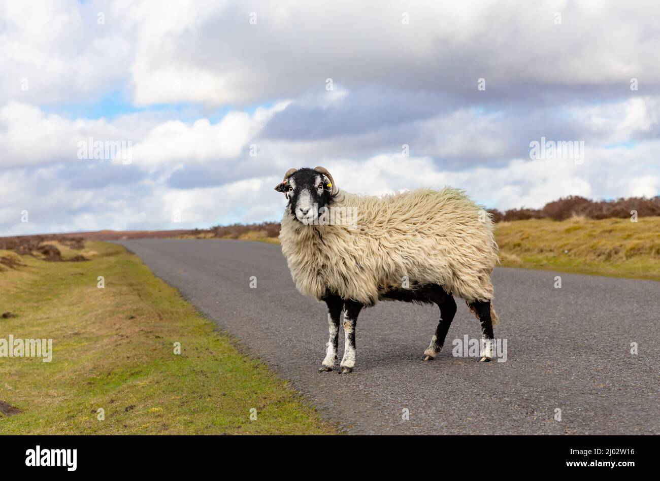 Primo piano di una bella pecora di Swaledale all'inizio di Springtime, si trovava sulla strada a binario singolo che attraversa Spaunton Moor nel North Yorkshire Moors National Par Foto Stock