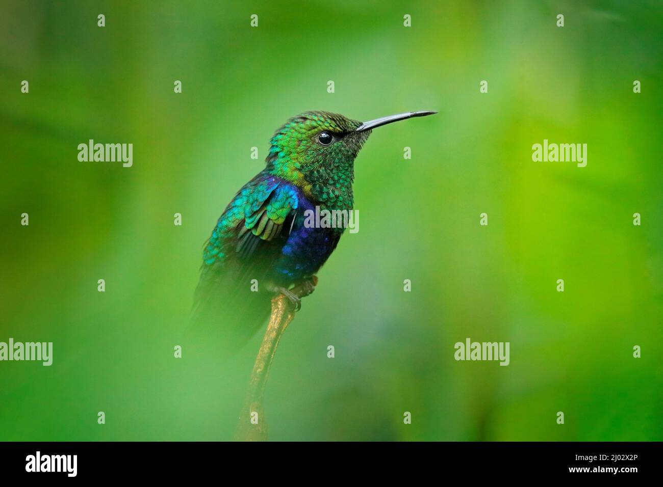 Criceto a coda di forchetta, Thalurania furcata, specie di colibrì della famiglia Trochilidae. Uccello verde blu seduto sul ramo in nero prua tropico Foto Stock
