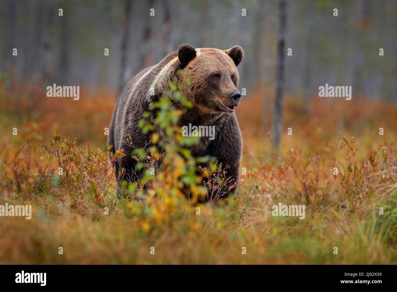 Orso nascosto nella foresta gialla. Alberi autunnali con orso. Bellissimo orso bruno che cammina intorno al lago, colori autunnali. Grande pericolo animale in habitat. Fauna selvatica s Foto Stock