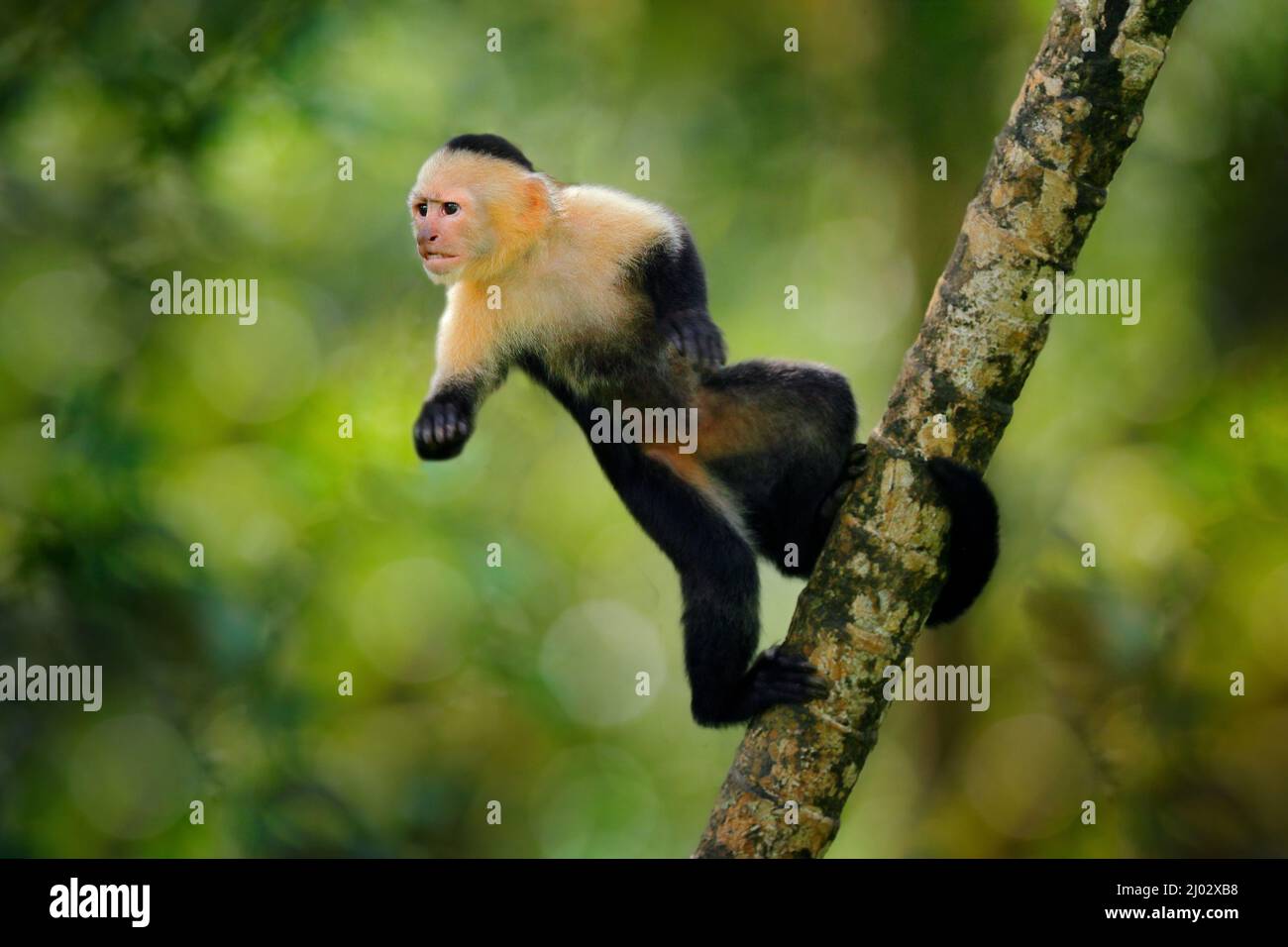 Salto scimmia. Cappuccino a testa bianca, scimmia nera che salta dal ramo dell'albero nella foresta tropicale scura. Fauna selvatica del Costa Rica. Vacanze a Centr Foto Stock