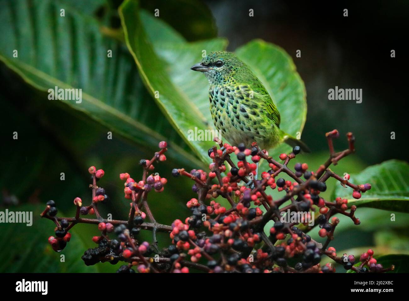 Tanager avvistato, Ixothraupis punctata, uccello seduto sull'albero della frutta nella foresta tropicale, Sumaco in Ecuador. Birdwatching nel Sud America. Tana Foto Stock