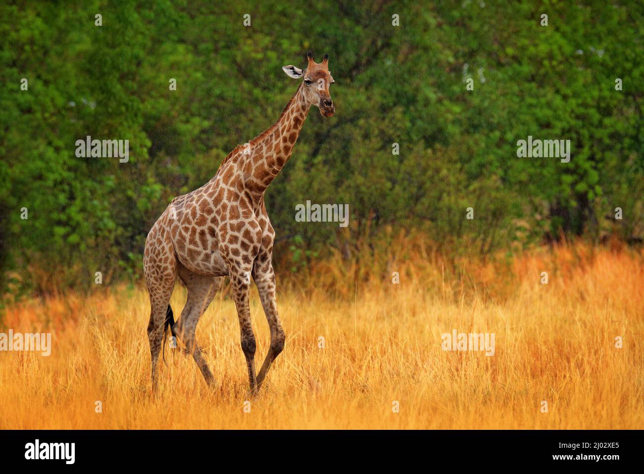 Giraffa in foresta con grandi alberi, luce della sera, tramonto. Silhouette idilliaca giraffa con tramonto arancione serale, Angola, Sudafrica. Ritratto nascosto Foto Stock