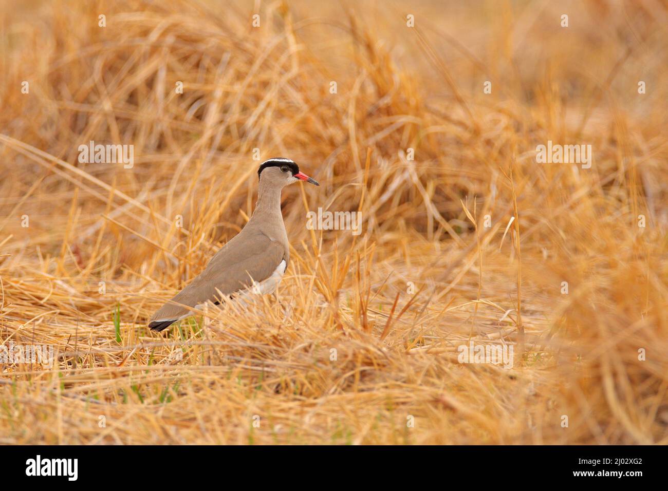 Coronata Lapwing, Vanellus coronatus, uccello in erba d'oro, Moremi, Okavango delta, Botswana. Fauna selvatica scena dalla natura. Lappatura bianca grigia con r Foto Stock