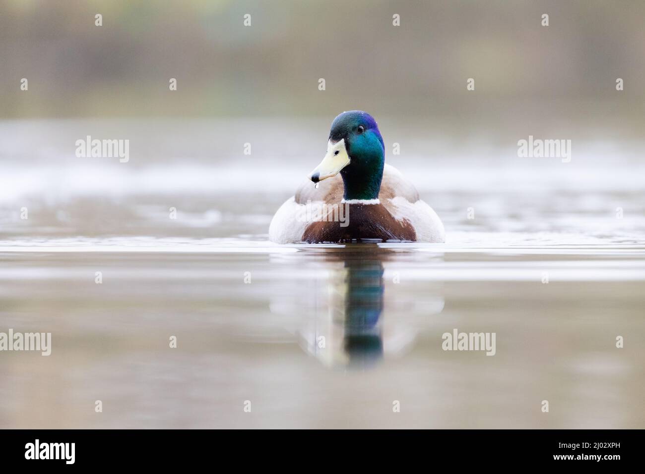 Maschio Mallard anatra [ Anas platyrhynchos ] su acqua con riflessione e muto morbido fuori fuoco sfondo e primo piano Foto Stock