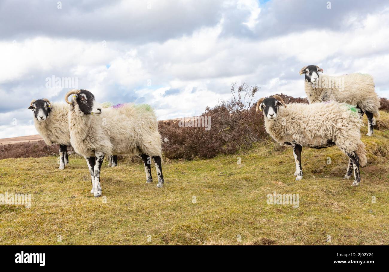 Swaledale si avvicina all'inizio della primavera, vicino a Lambing, roaming gratuito su Spaunton Moor nel North Yorkshire Moors National Park. Le pecore di Swaledale sono un nati Foto Stock