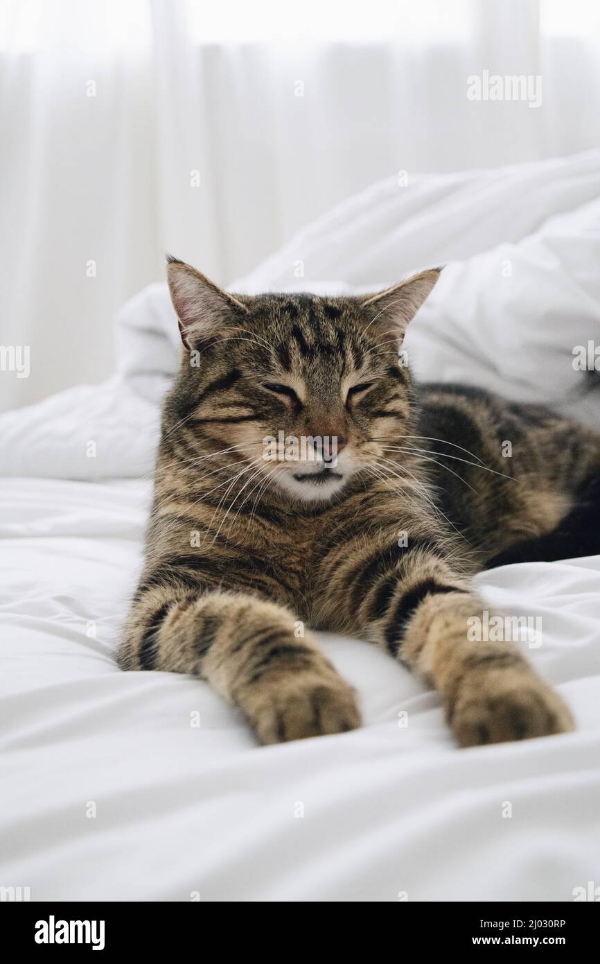 Cat in letto bianco Foto Stock