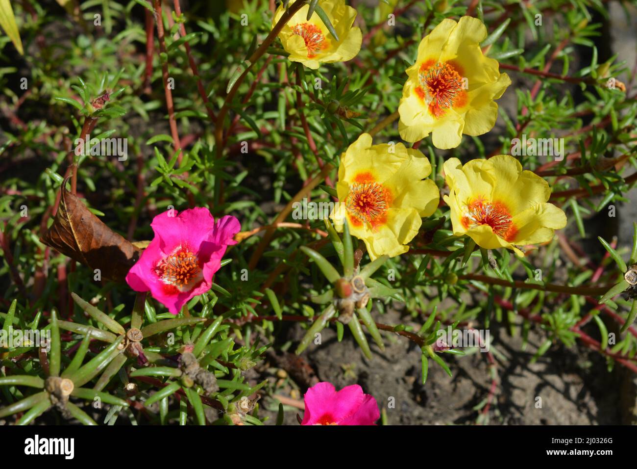 Paesaggio bellissimo e insolito, rosso insolito, cremisi, viola, rosa, fiori gialli in fiore sullo sfondo di pietre. Foto Stock