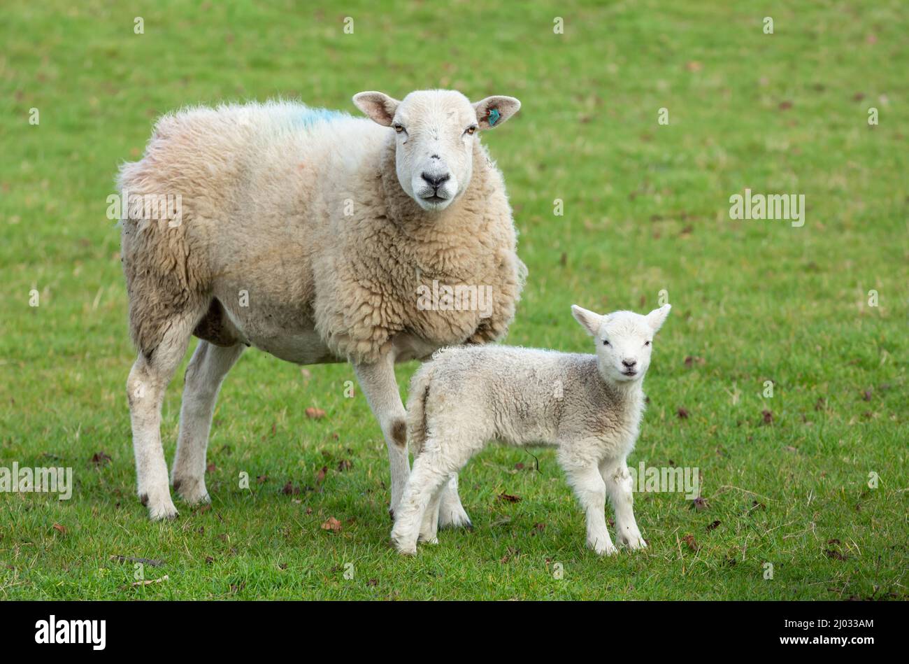 Pecora, pecora femminile con il suo agnello neonato, in primavera. Concetto: L'amore di una madre. Rivolto in avanti. Primo piano. Orizzontale. Spazio per la copia. Yorkshire Foto Stock