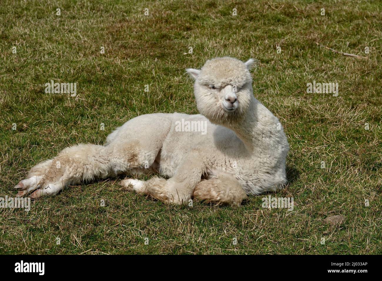 Simpatico lama alpaca adulta sdraiato su erba verde e fissando la macchina fotografica. Foto Stock