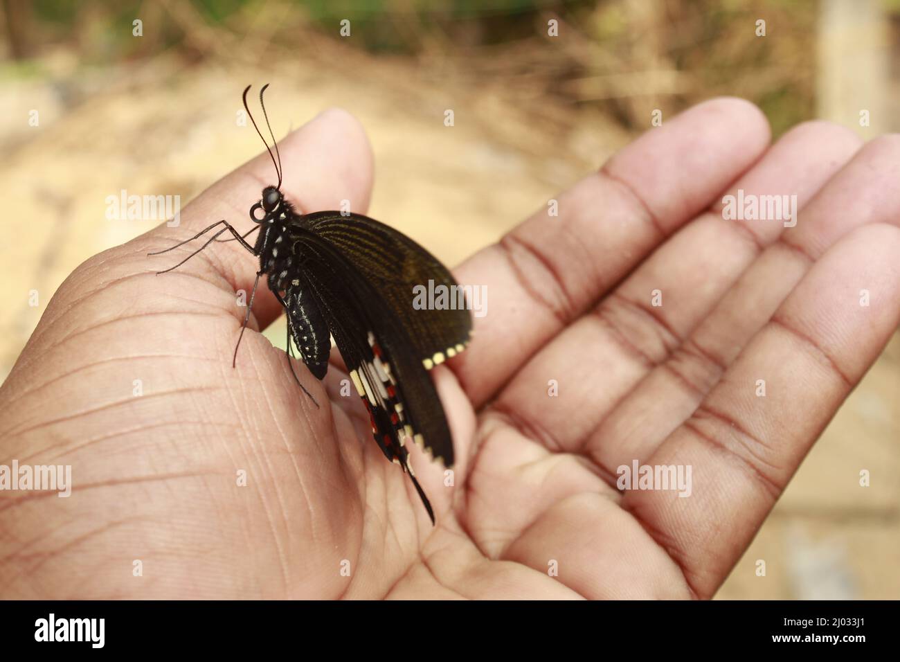 Farfalla sulla mano. Concetto in movimento isolato, Copia spazio Foto Stock