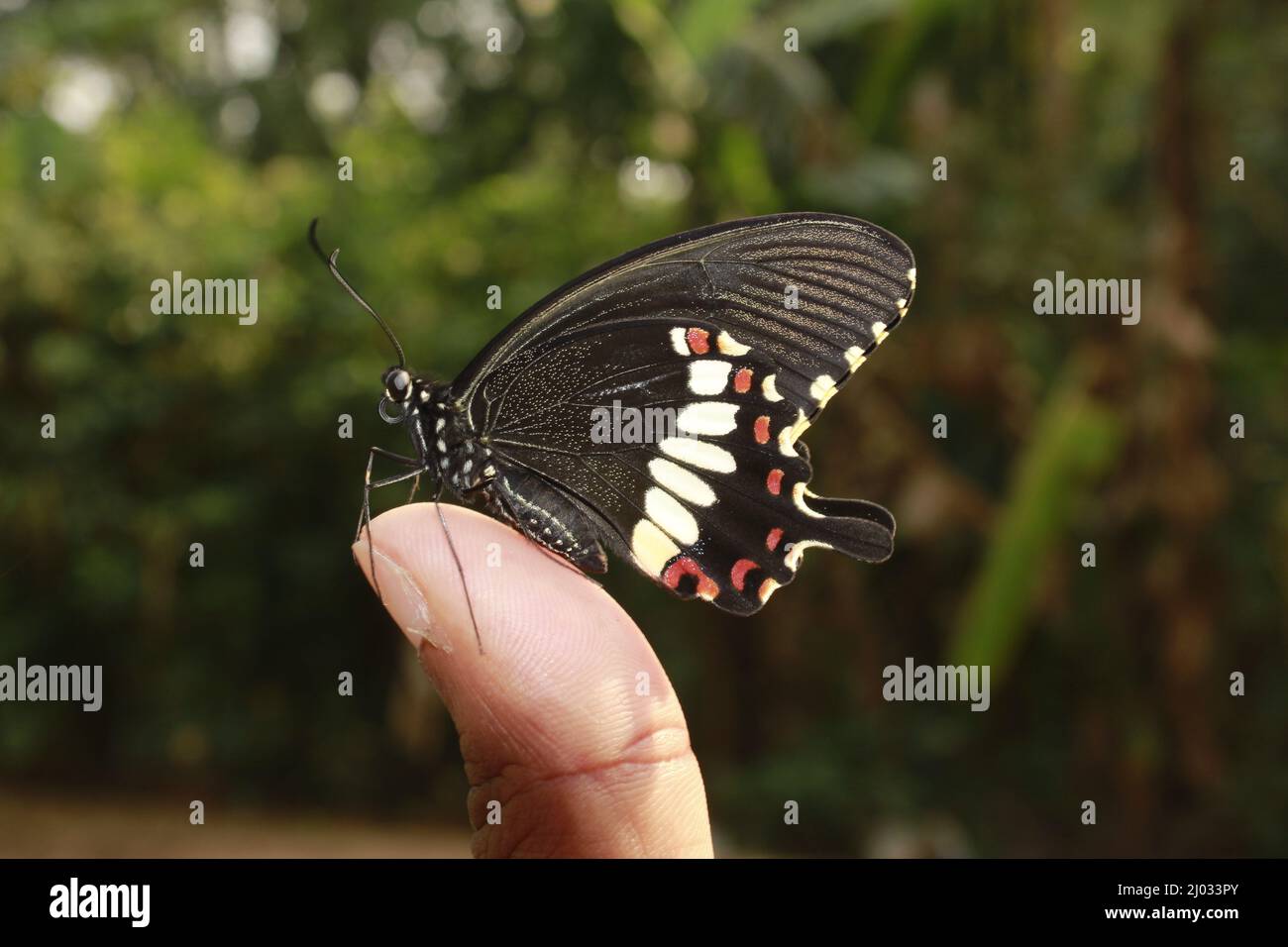 Farfalla sulla mano. Concetto in movimento isolato, Copia spazio Foto Stock