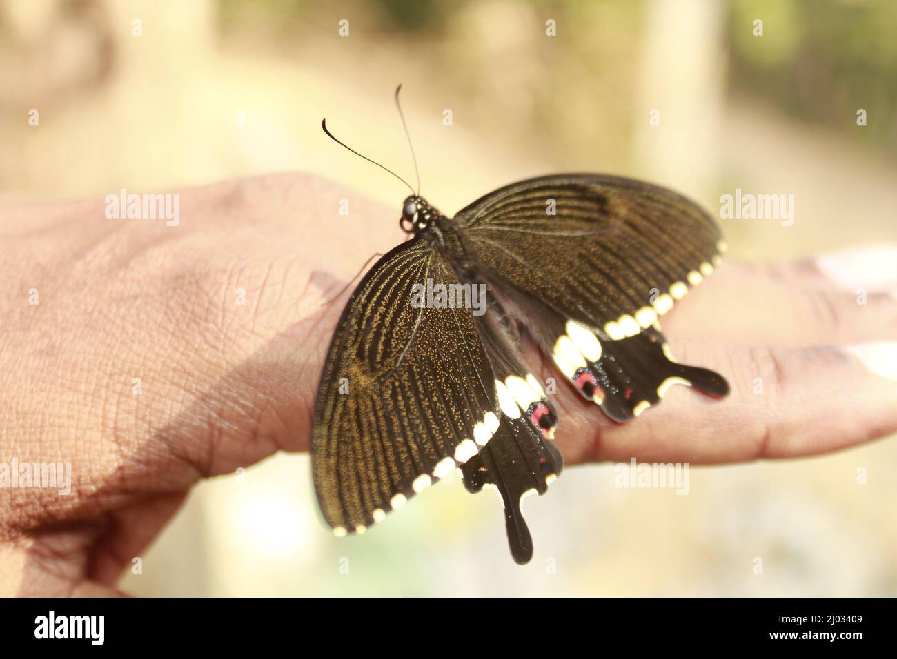 Farfalla sulla mano. Concetto in movimento isolato, Copia spazio Foto Stock
