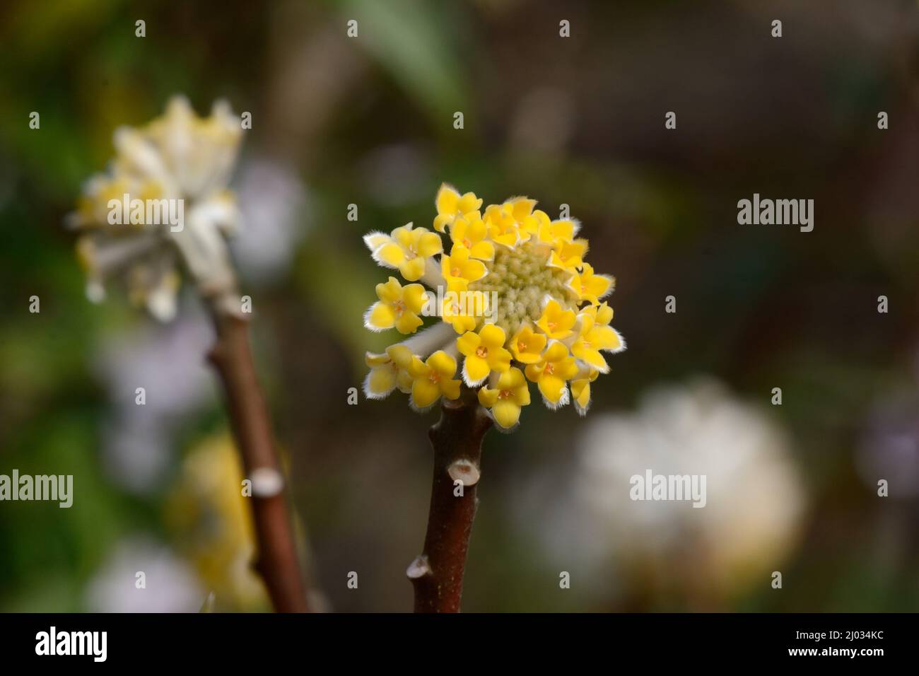 Fragrante fiore giallo dell'arbusto Edgeworthia chrysantha Paperbush Foto Stock