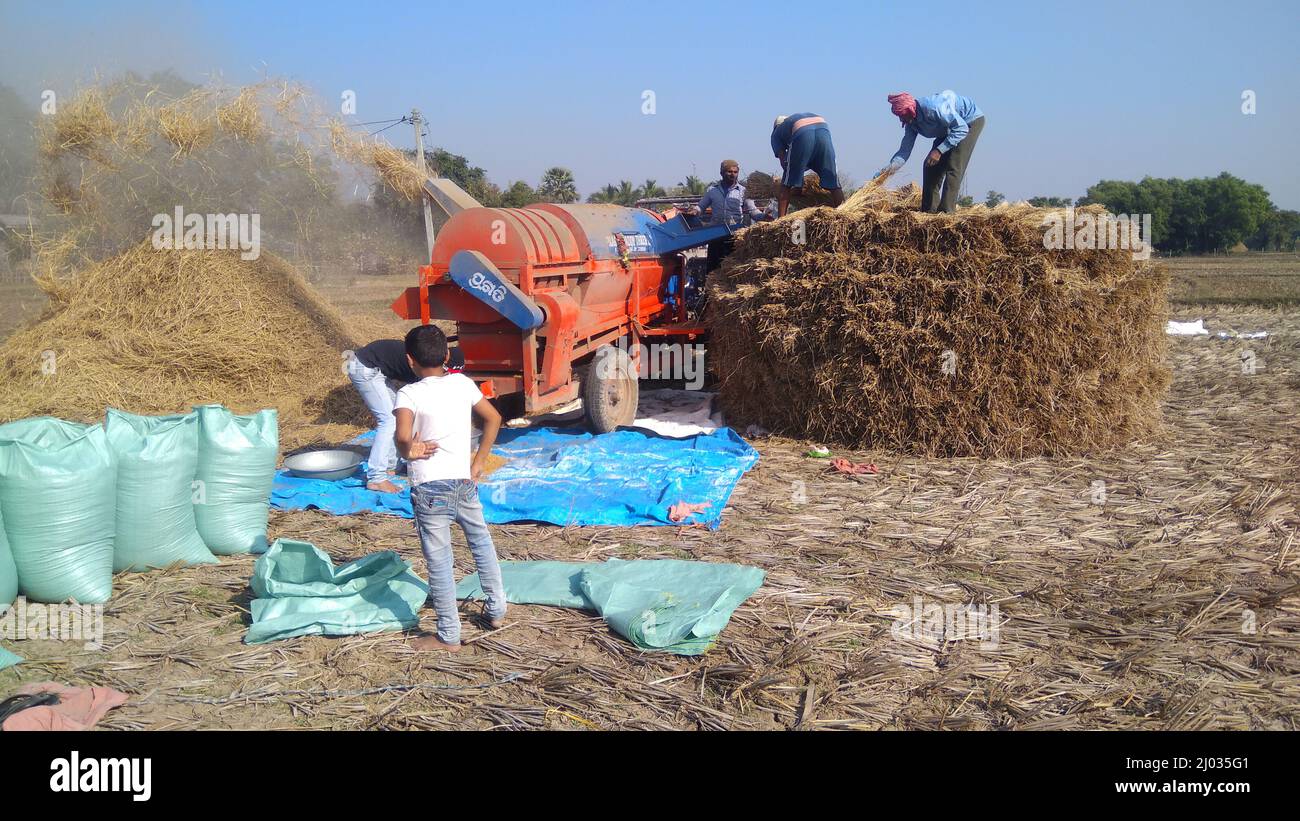 13 gennaio 2020, gli agricoltori indiani o i lavoratori agricoli che raccolgono il riso utilizzando la trincitura a paddy montata sul trattore, la macchina da raccolta o la trebbiatrice di riso meccanica. Foto Stock