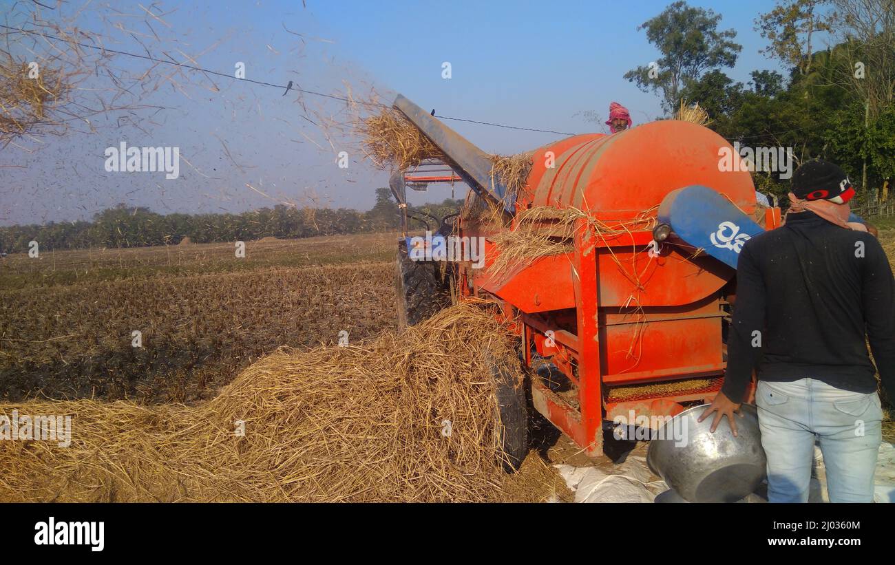 13 gennaio 2020, gli agricoltori indiani o i lavoratori agricoli che raccolgono il riso utilizzando la trincitura a paddy montata sul trattore, la macchina da raccolta o la trebbiatrice di riso meccanica. Foto Stock