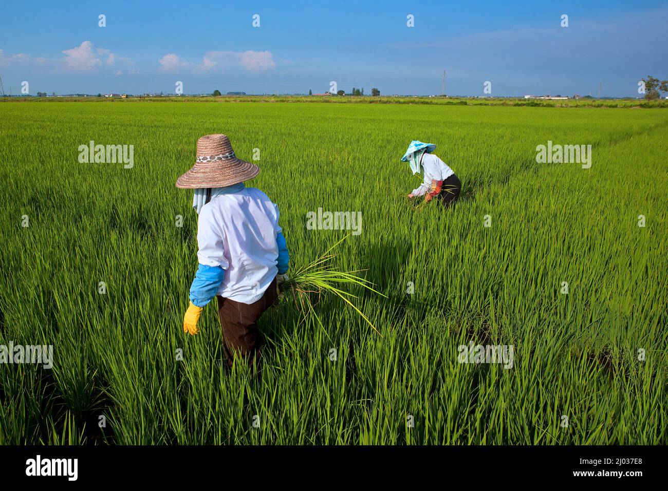 Campo di riso tra Novara e Vercelli, Piemonte, Italia, Europa Foto Stock