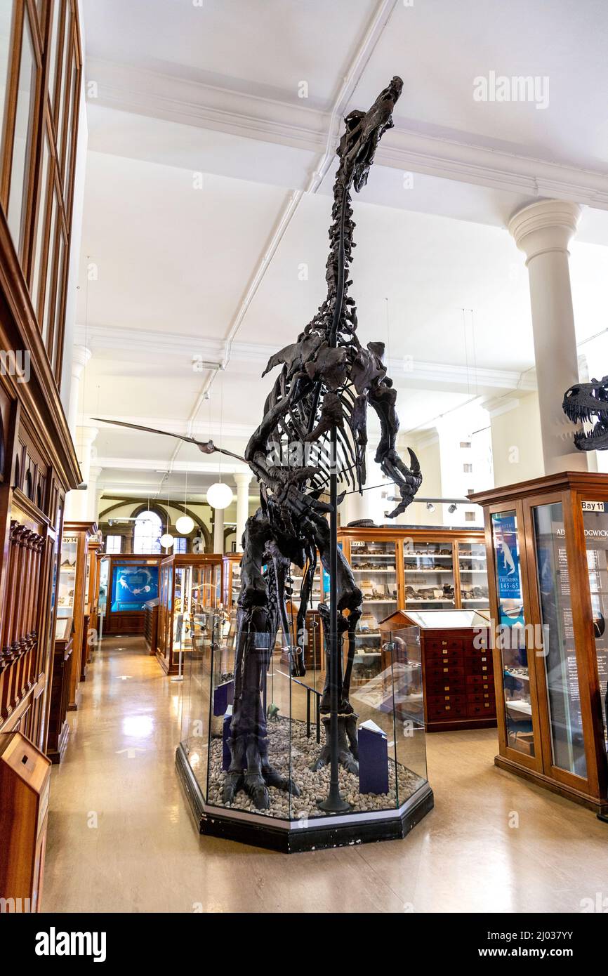 Scheletro di un Dinosauro Iguanodon al Sedgwick Museum of Earth Sciences, Cambridge, Regno Unito Foto Stock