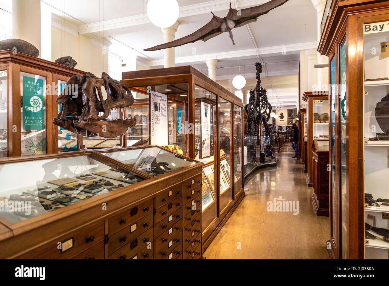 Cappe ed esemplari paleontologici al Sedgwick Museum of Earth Sciences, Cambridge, Regno Unito Foto Stock