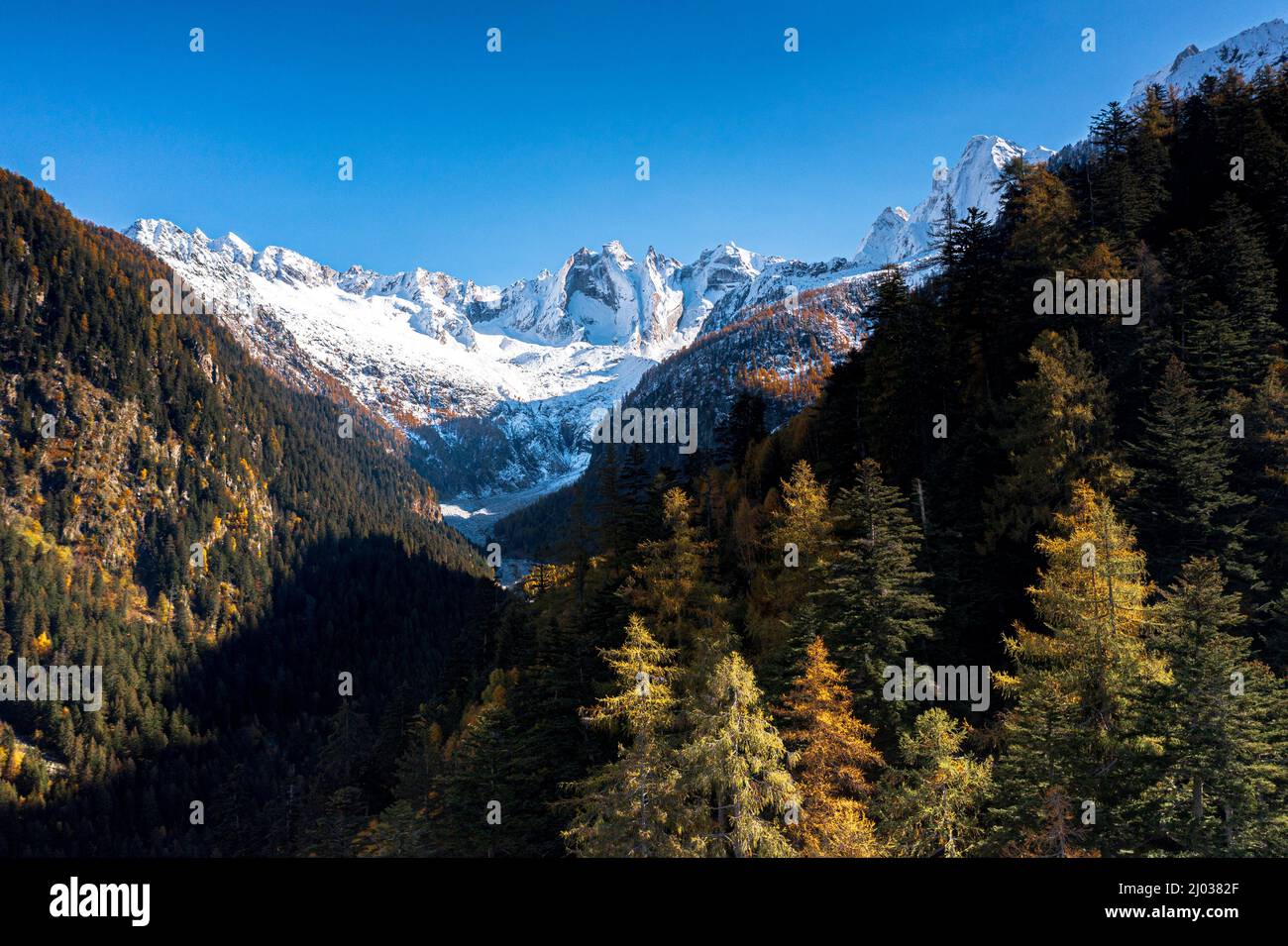 Cielo limpido sulle montagne innevate di Sciore e Cengalo, incorniciata da boschi in autunno, Val Bregaglia, Graubunden, Svizzera, Europa Foto Stock