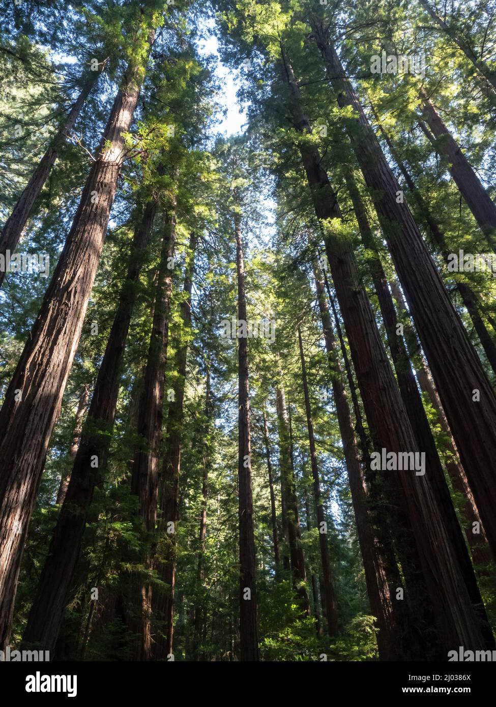 Guardando verso l'alto attraverso le sequoie, Avenue of Giants, Humboldt Redwoods state Park, California, Stati Uniti d'America, Nord America Foto Stock