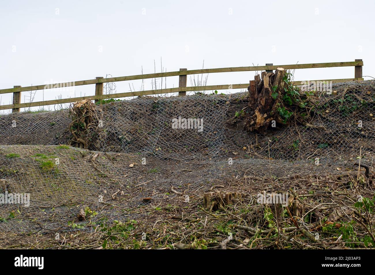 Wendover, Buckinghamshire, Regno Unito. 15th marzo 2022. Un'ex banca di alberi e siepi maturi pieni di scuderia che sono stati cablati nel HS2 come parte dei loro lavori di costruzione per la High Speed Rail da Londra a Birmingham. I badgers sfollati sono trovati morti sulle strade locali mentre cercano di trovare nuove aree per i loro setts causando molto sconvolto per gli amanti della fauna selvatica e ambientalisti. Credit: Maureen McLean/Alamy Live News Foto Stock