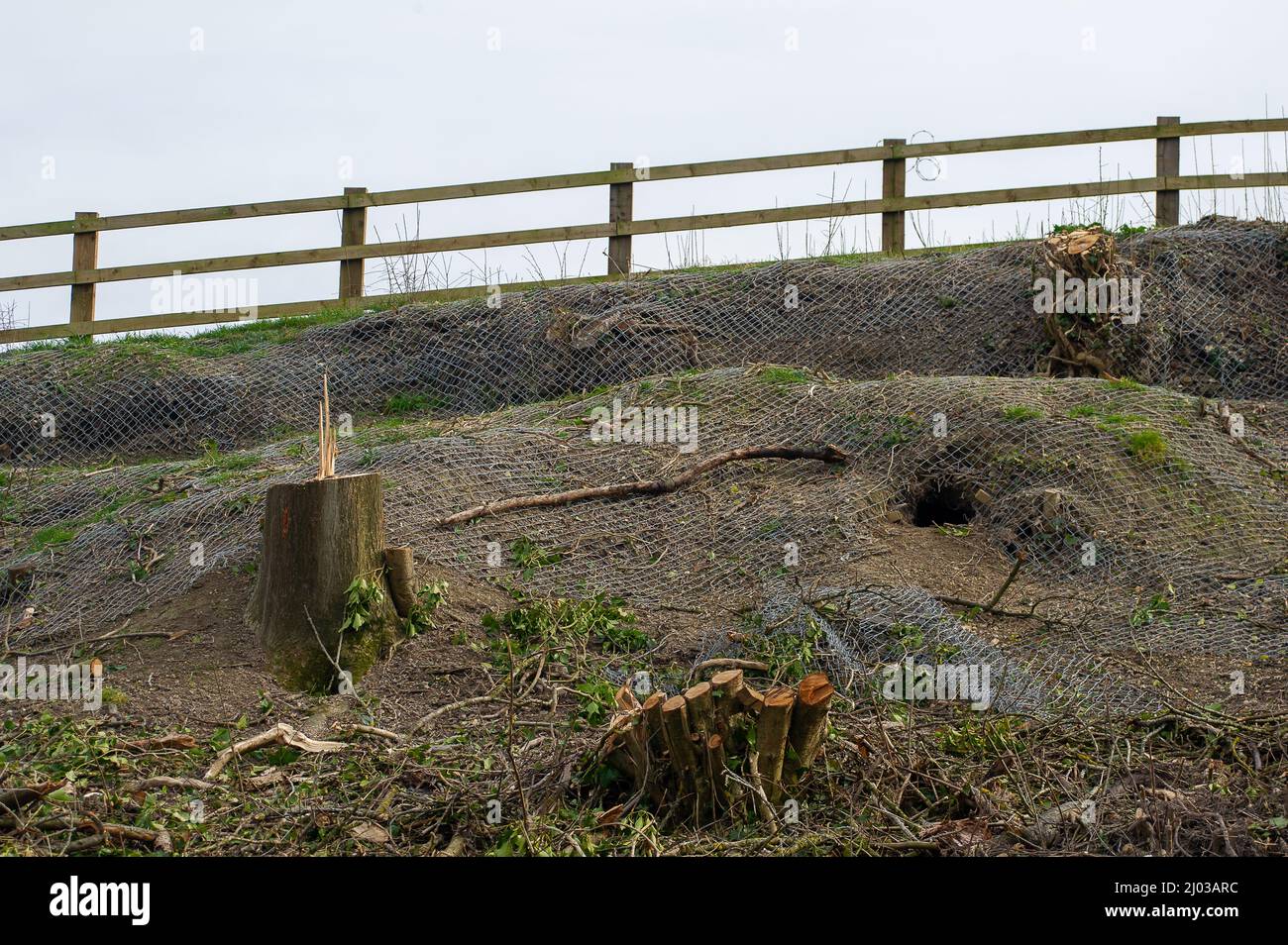 Wendover, Buckinghamshire, Regno Unito. 15th marzo 2022. Un'ex banca di alberi e siepi maturi pieni di scuderia che sono stati cablati nel HS2 come parte dei loro lavori di costruzione per la High Speed Rail da Londra a Birmingham. I badgers sfollati sono trovati morti sulle strade locali mentre cercano di trovare nuove aree per i loro setts causando molto sconvolto per gli amanti della fauna selvatica e ambientalisti. Credit: Maureen McLean/Alamy Live News Foto Stock