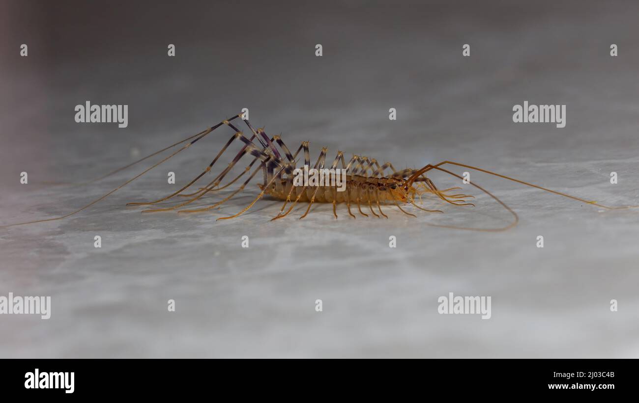 Scutigera coleoprata, Casa Centipede Foto Stock