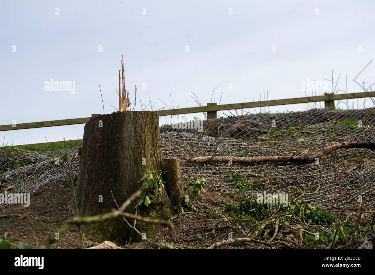 Wendover, Buckinghamshire, Regno Unito. 15th marzo 2022. Un'ex banca di alberi e siepi maturi pieni di scuderia che sono stati cablati nel HS2 come parte dei loro lavori di costruzione per la High Speed Rail da Londra a Birmingham. I badgers sfollati sono trovati morti sulle strade locali mentre cercano di trovare nuove aree per i loro setts causando molto sconvolto per gli amanti della fauna selvatica e ambientalisti. Credit: Maureen McLean/Alamy Foto Stock
