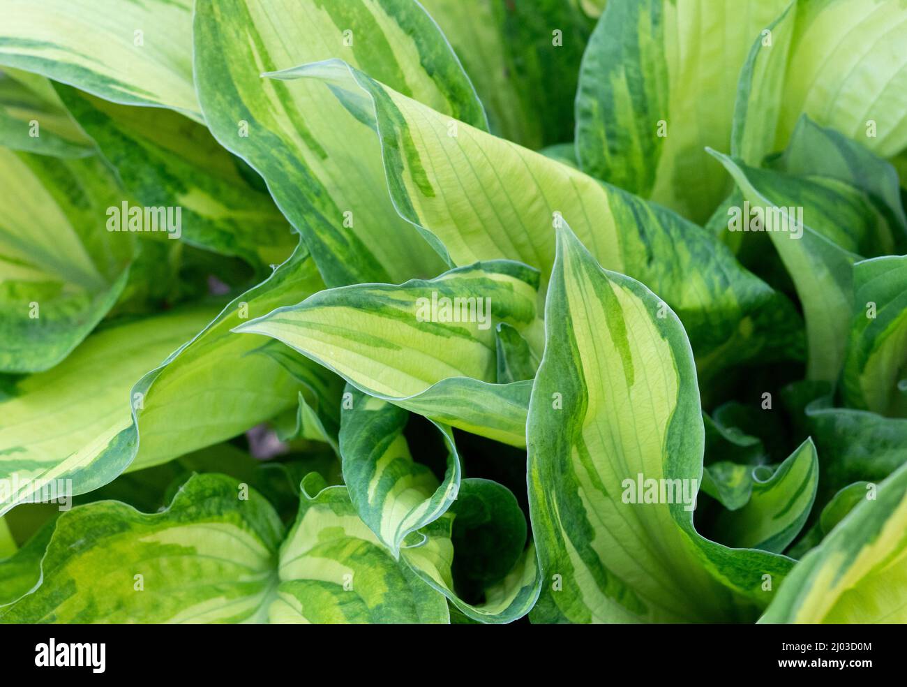 Hosta (latino Hosta) è una pianta erbacea perenne della famiglia degli Asparagi Foto Stock