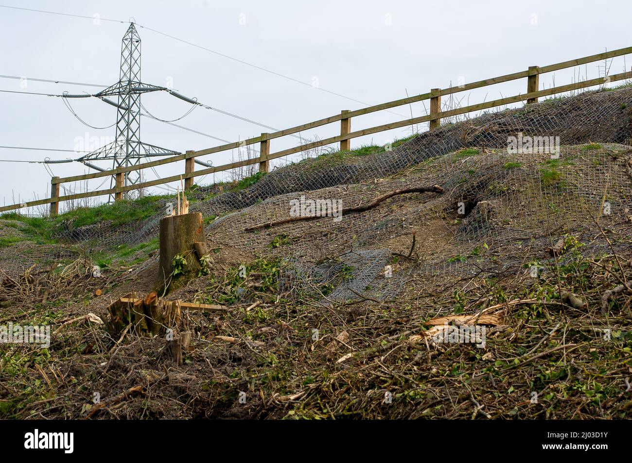 Wendover, Buckinghamshire, Regno Unito. 15th marzo 2022. Un'ex banca di alberi e siepi maturi pieni di scuderia che sono stati cablati nel HS2 come parte dei loro lavori di costruzione per la High Speed Rail da Londra a Birmingham. I badgers sfollati sono trovati morti sulle strade locali mentre cercano di trovare nuove aree per i loro setts causando molto sconvolto per gli amanti della fauna selvatica e ambientalisti. Credit: Maureen McLean/Alamy Foto Stock