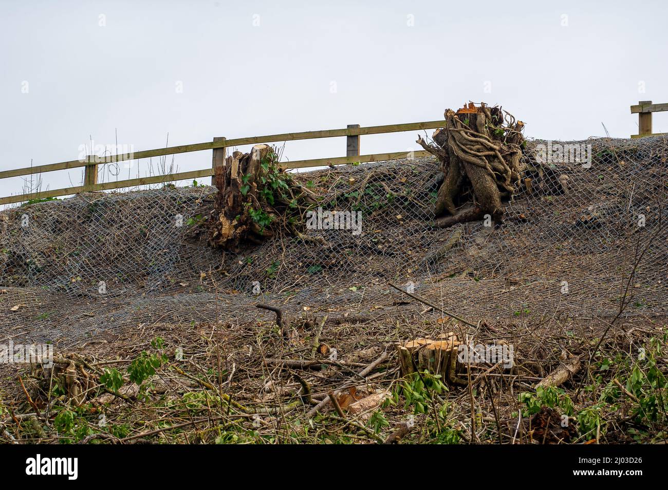 Wendover, Buckinghamshire, Regno Unito. 15th marzo 2022. Un'ex banca di alberi e siepi maturi pieni di scuderia che sono stati cablati nel HS2 come parte dei loro lavori di costruzione per la High Speed Rail da Londra a Birmingham. I badgers sfollati sono trovati morti sulle strade locali mentre cercano di trovare nuove aree per i loro setts causando molto sconvolto per gli amanti della fauna selvatica e ambientalisti. Credit: Maureen McLean/Alamy Foto Stock