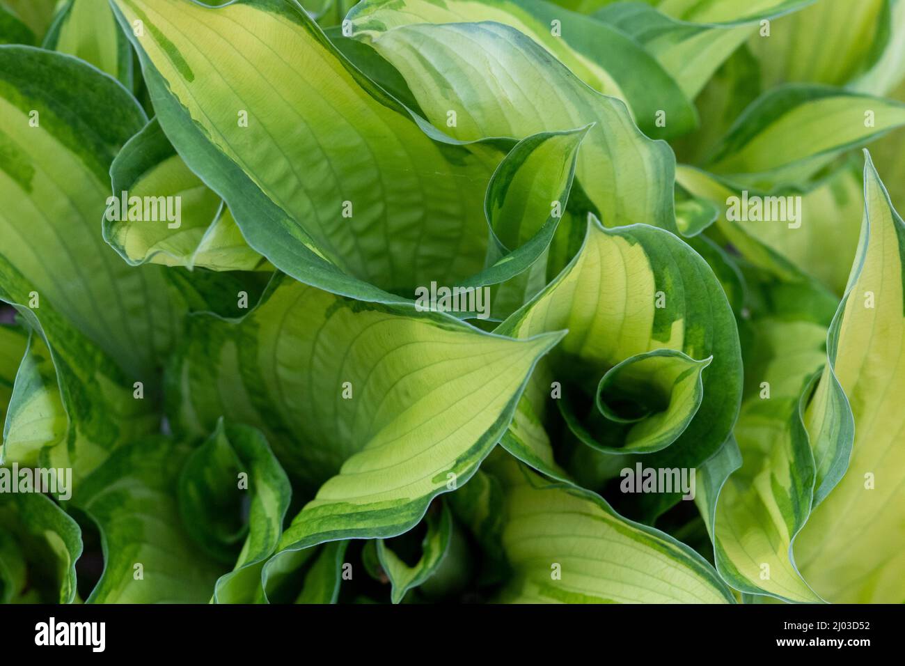 Hosta (latino Hosta) è una pianta erbacea perenne della famiglia degli Asparagi Foto Stock