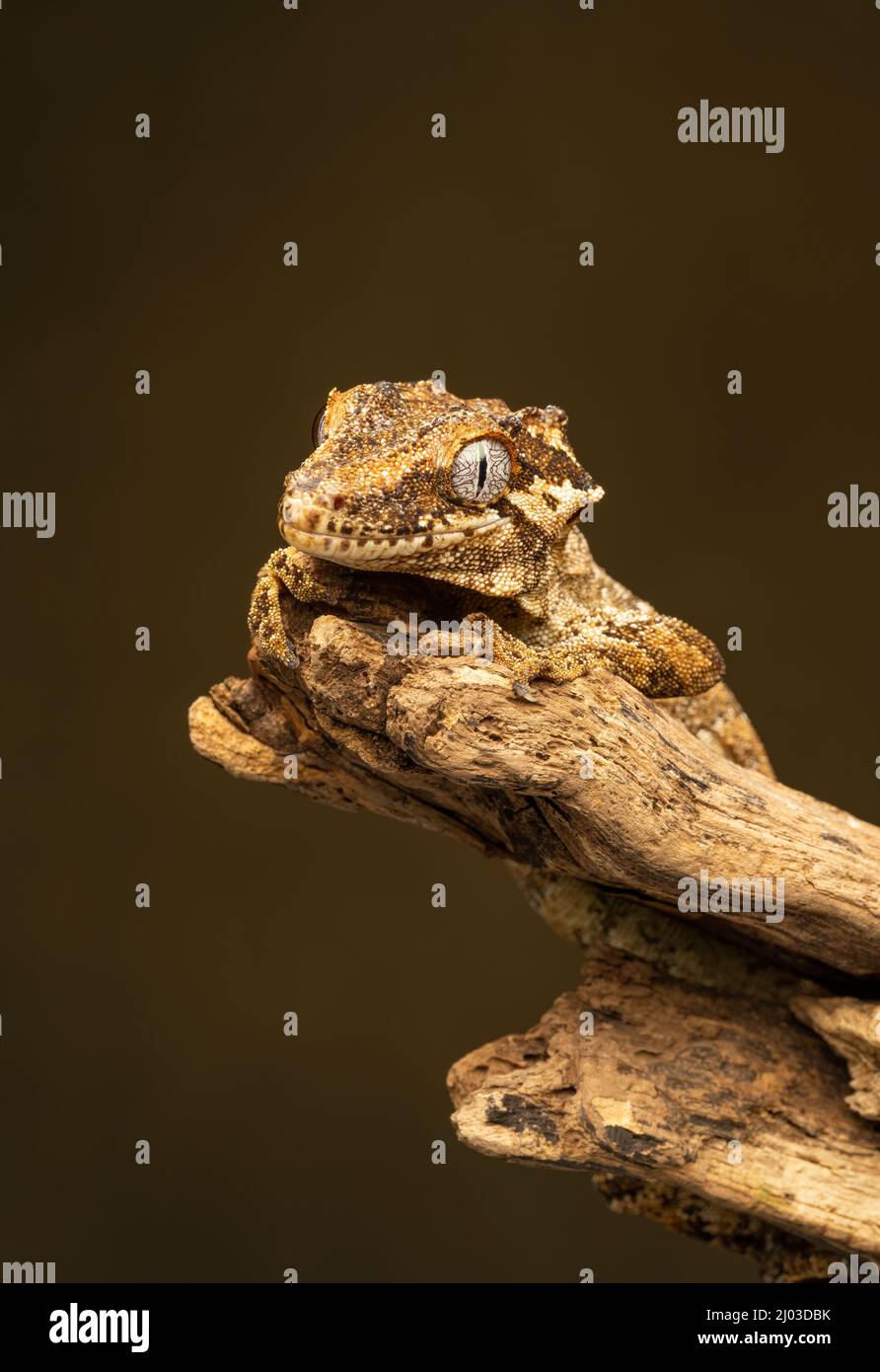 Gargoyle Gecko (Rhacodactylus auriculatus). Questa specie è originaria della Nuova Caledonia (un gruppo di isole tra le Figi e l'Australia) Foto Stock