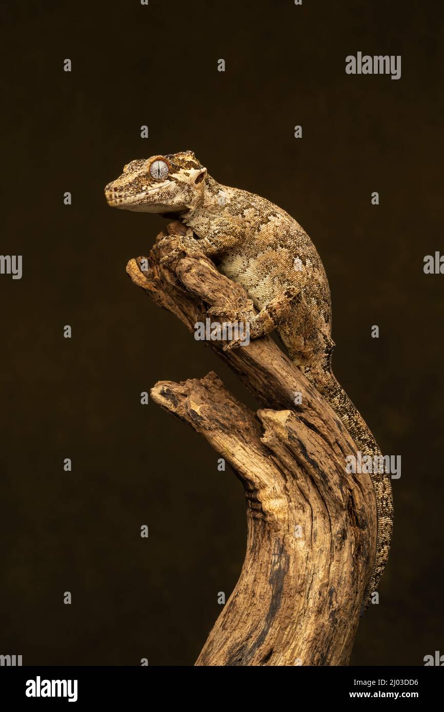 Gargoyle Gecko (Rhacodactylus auriculatus). Questa specie è originaria della Nuova Caledonia (un gruppo di isole tra le Figi e l'Australia) Foto Stock