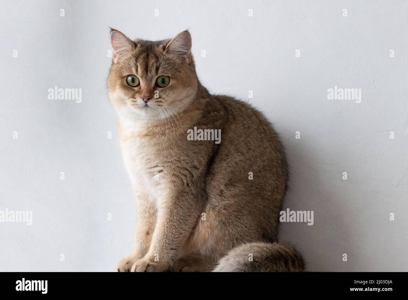 Green - occhio British Shortair Golden Chinchilla NY25 Foto Stock