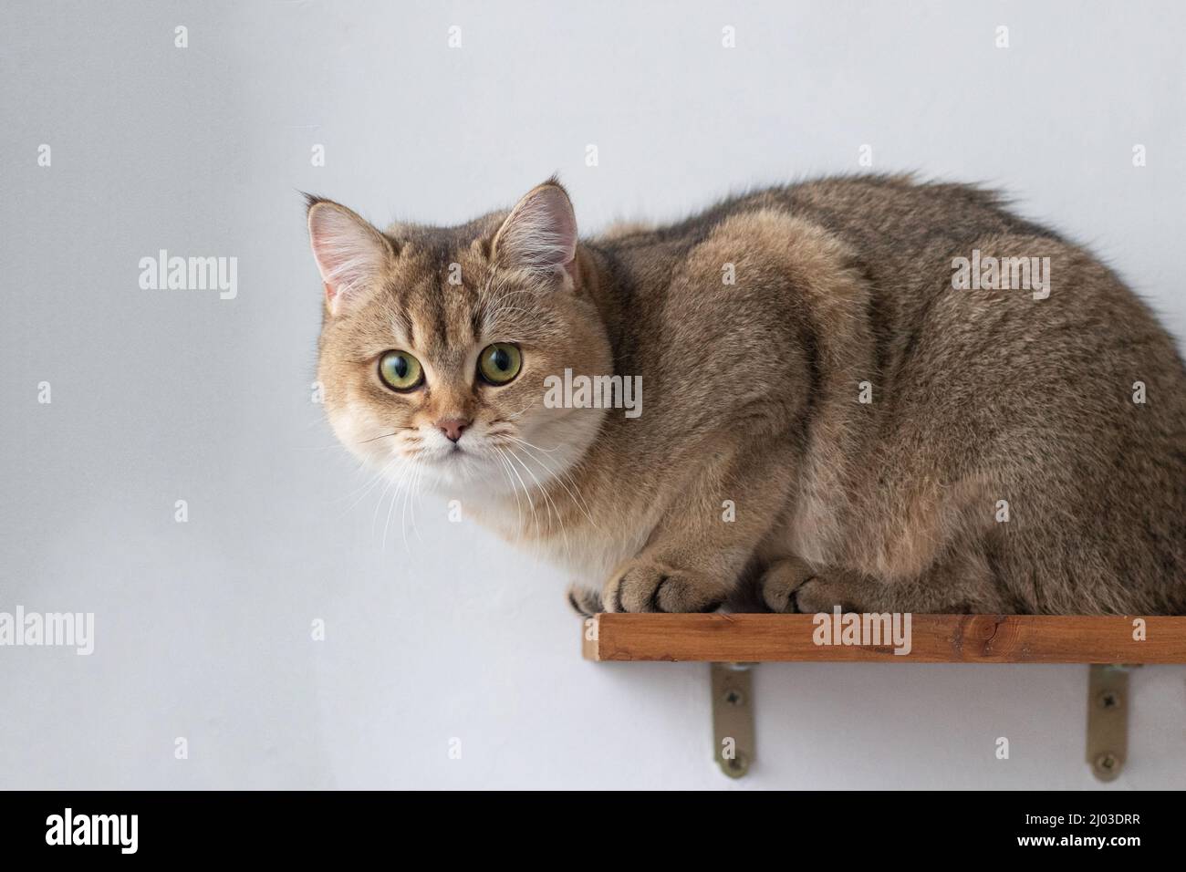 Green - occhio British Shortair Golden Chinchilla NY25 Foto Stock